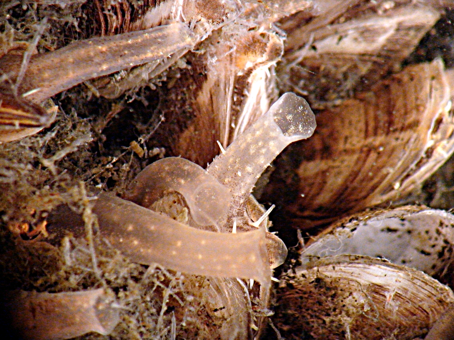 tube-like siphons protruding from several mussels in view.