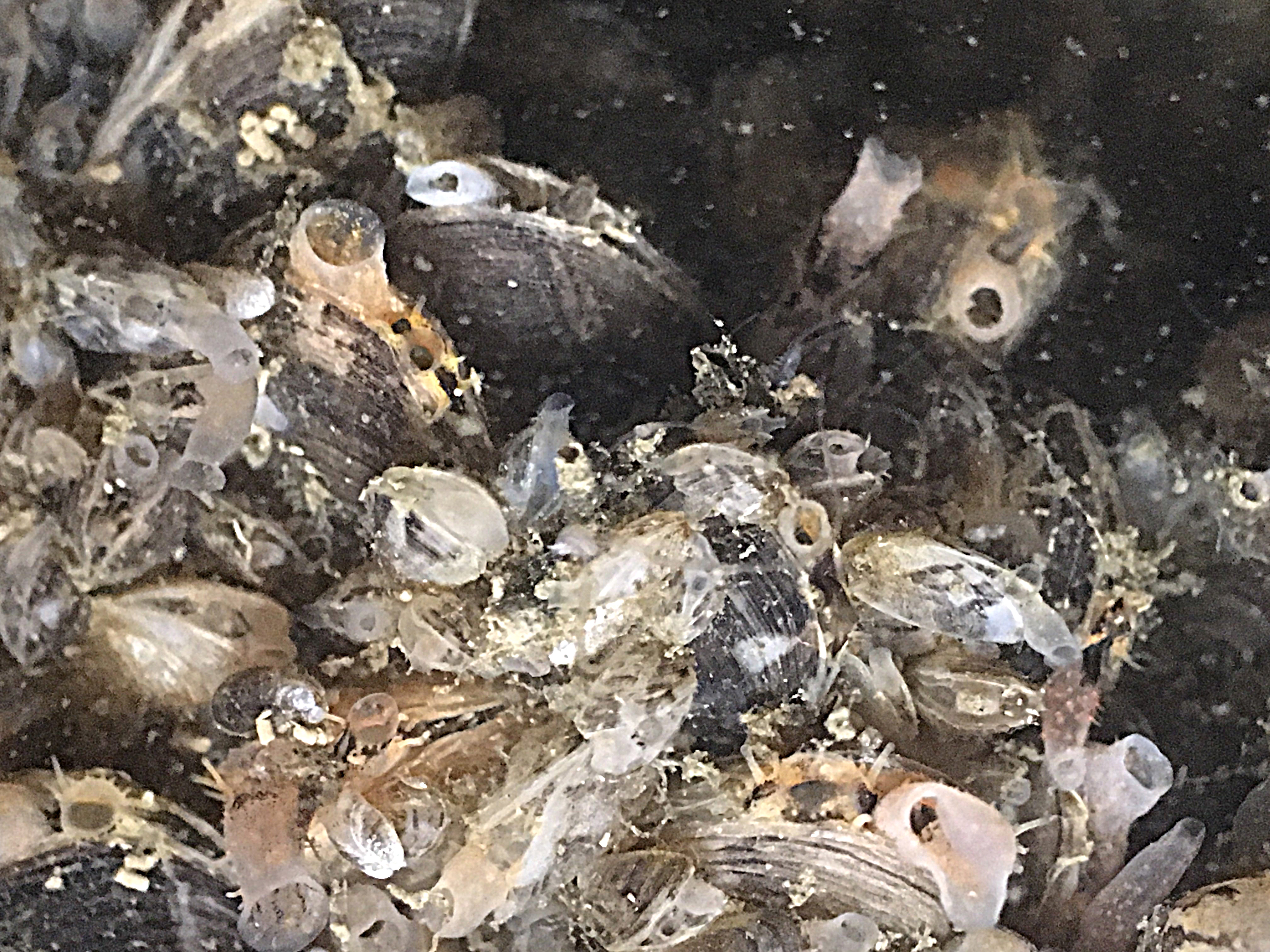 a closeup of about 13 mussels, many with their siphons protruding