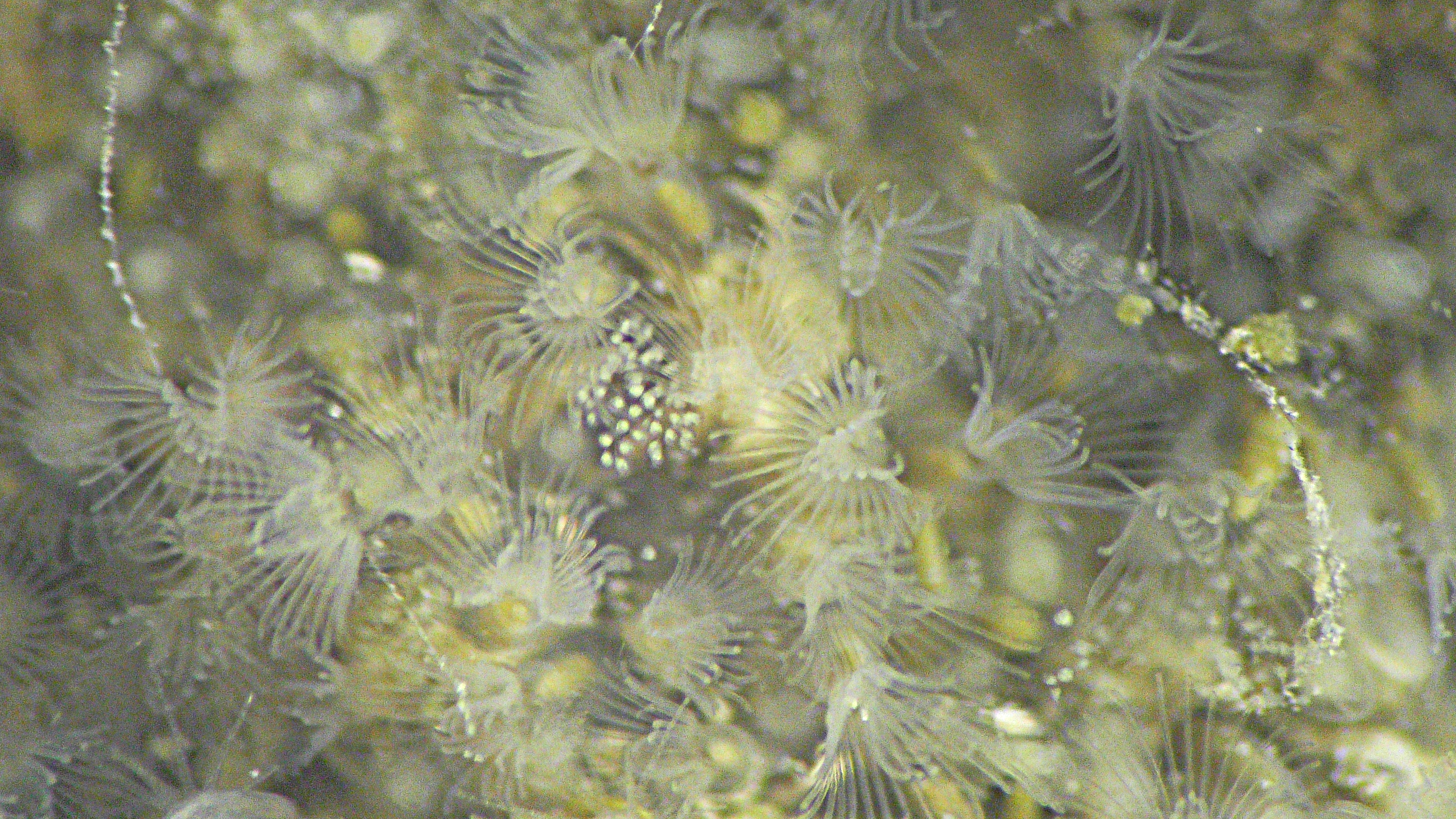 Tube Bryozoan