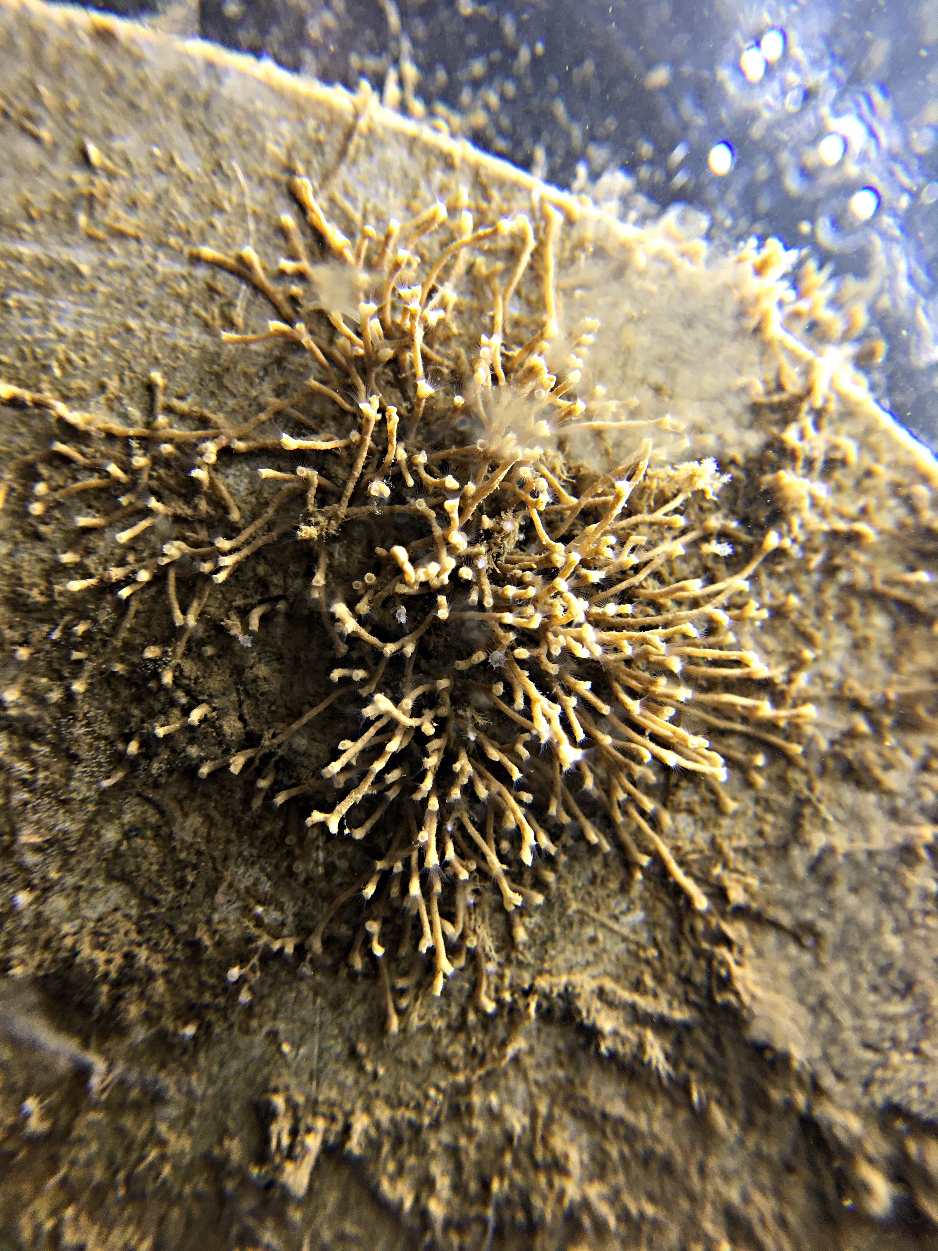 Tube Bryozoan