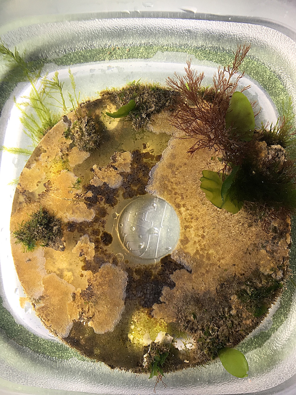 Closeup of a biodisk in a dish