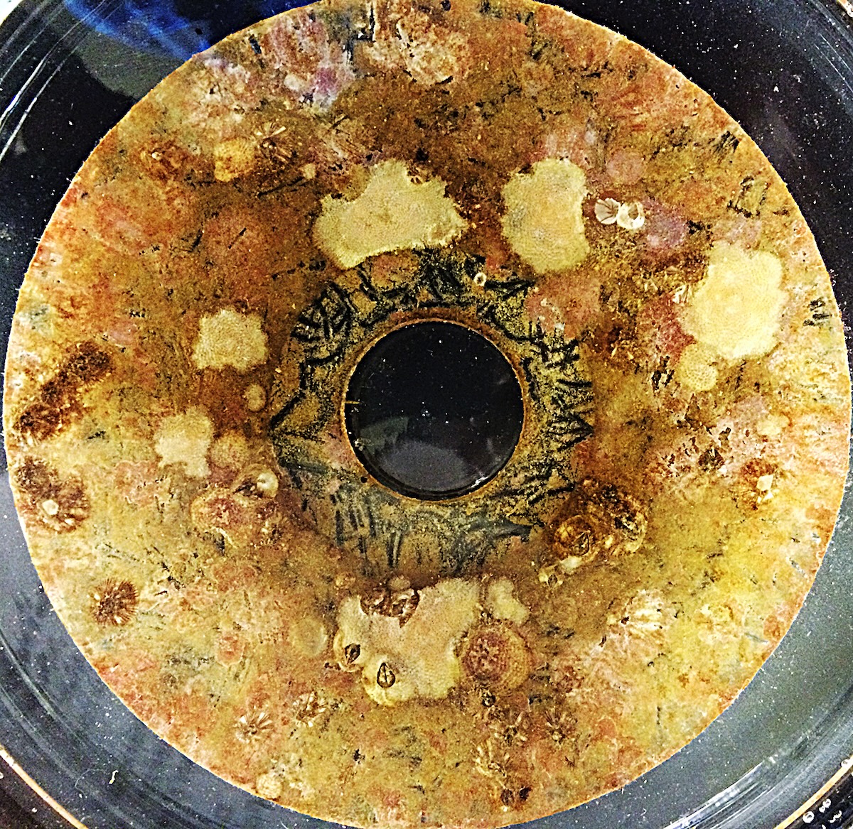 Coconut Island Biofilm