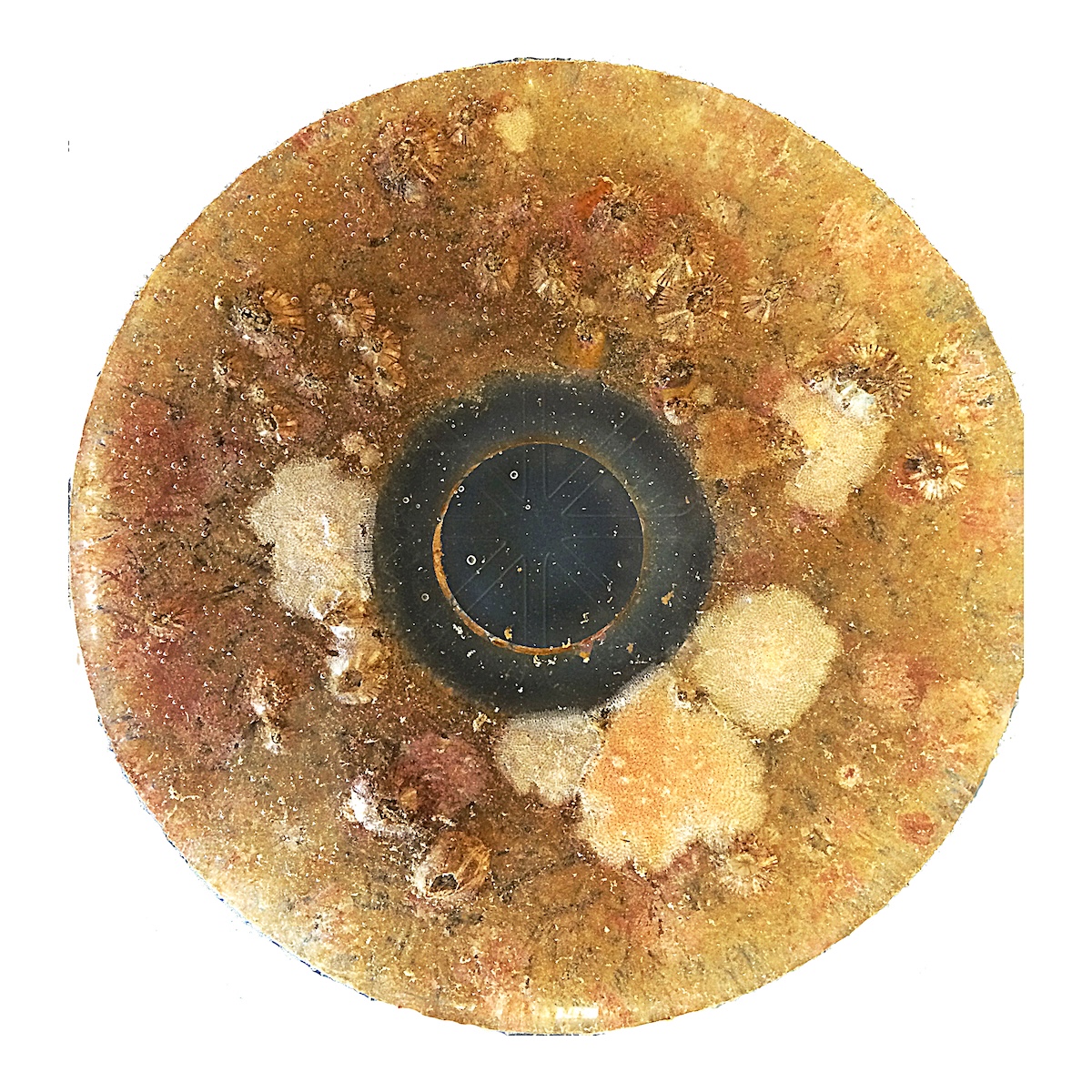 Lilipuna Biofilm
