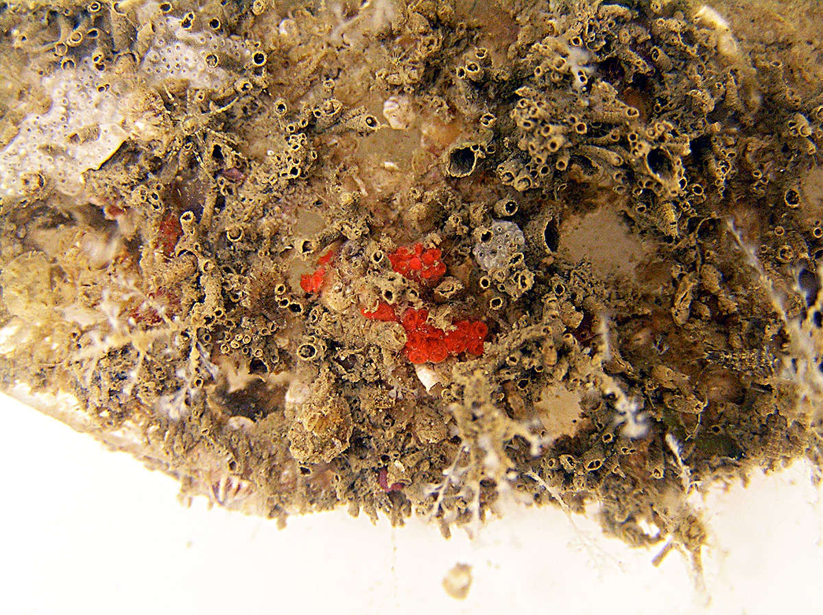 Maui Biofilm