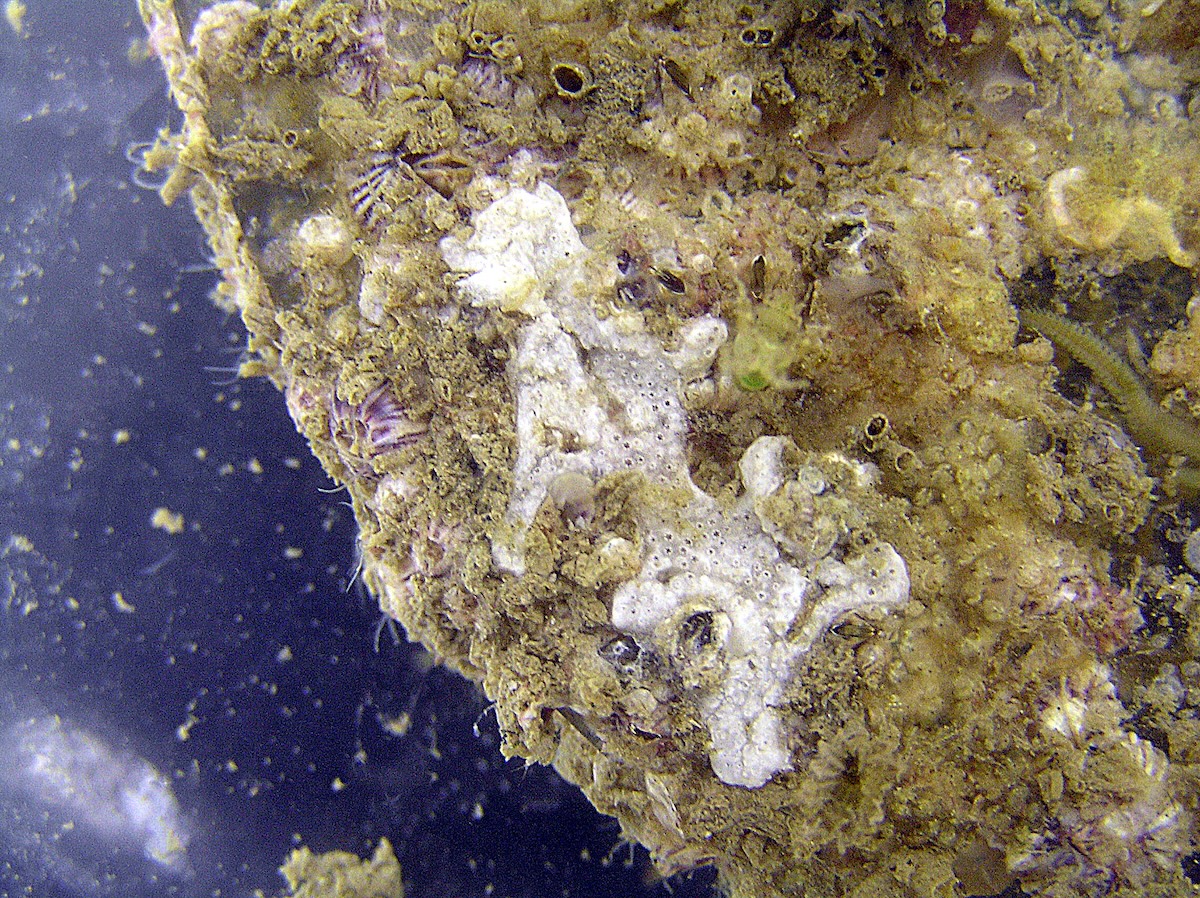 Maui Biofilm 2