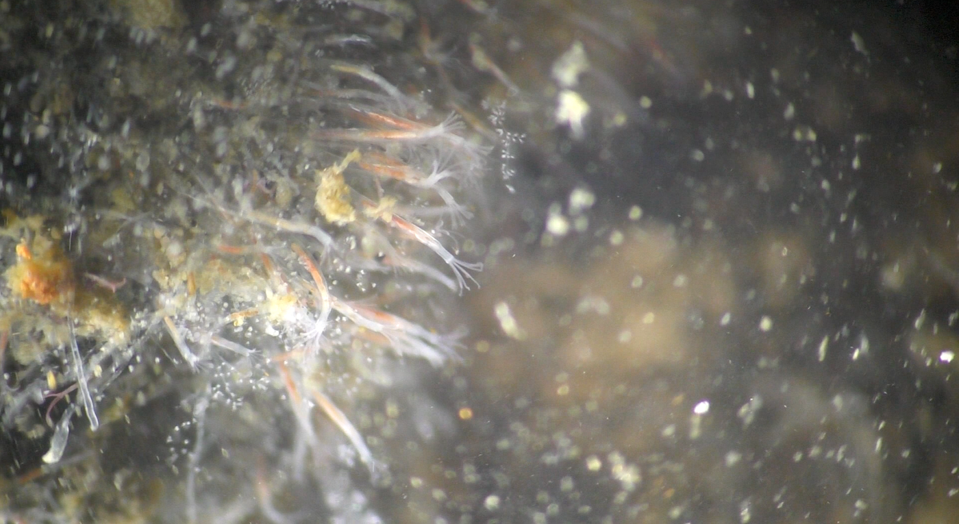somewhat-out of focus still from a video showing Tube Bryozoans and Colonial Ciliate