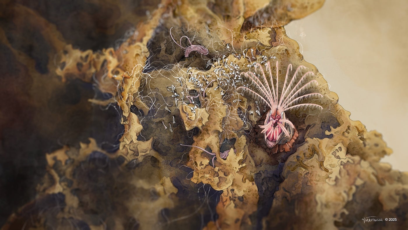 Barnacle feeding next to Stentor and Whip Mud Worms