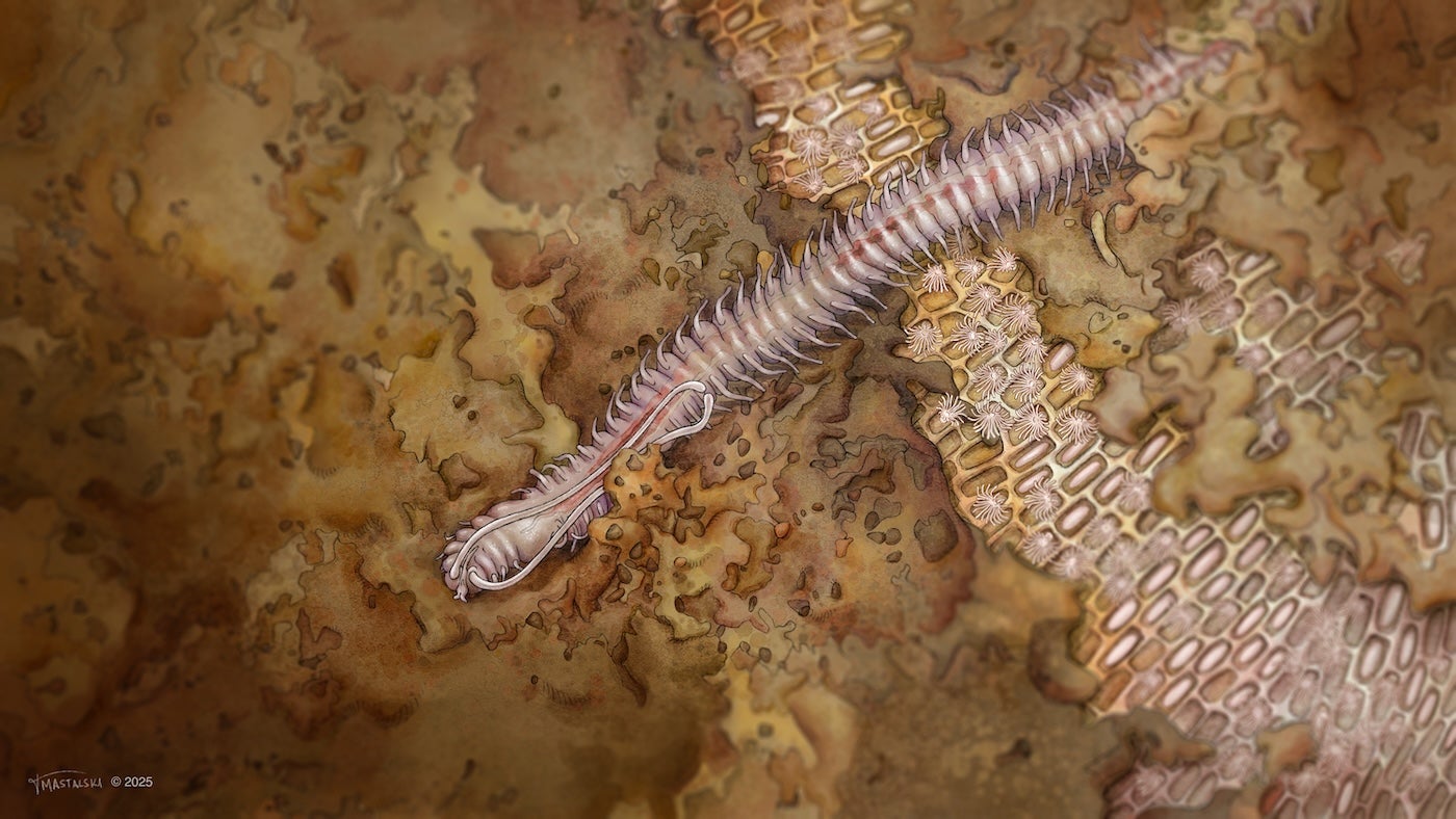 Whip Mud Worm (shaped similar to a centipede, with hundreds of appendages along both sides of its worm-shaped body) crawling over a wall like a honeycomb, but with square-shaped cells.