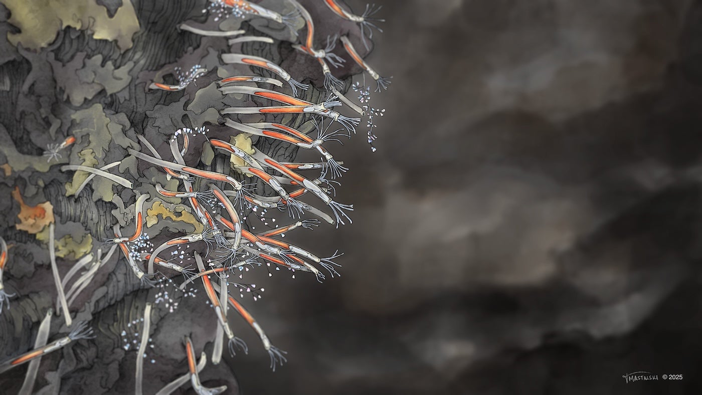 a wall of tube-shaped worms (Tube Bryozoans) and a few "sprays" of Colonial Ciliate