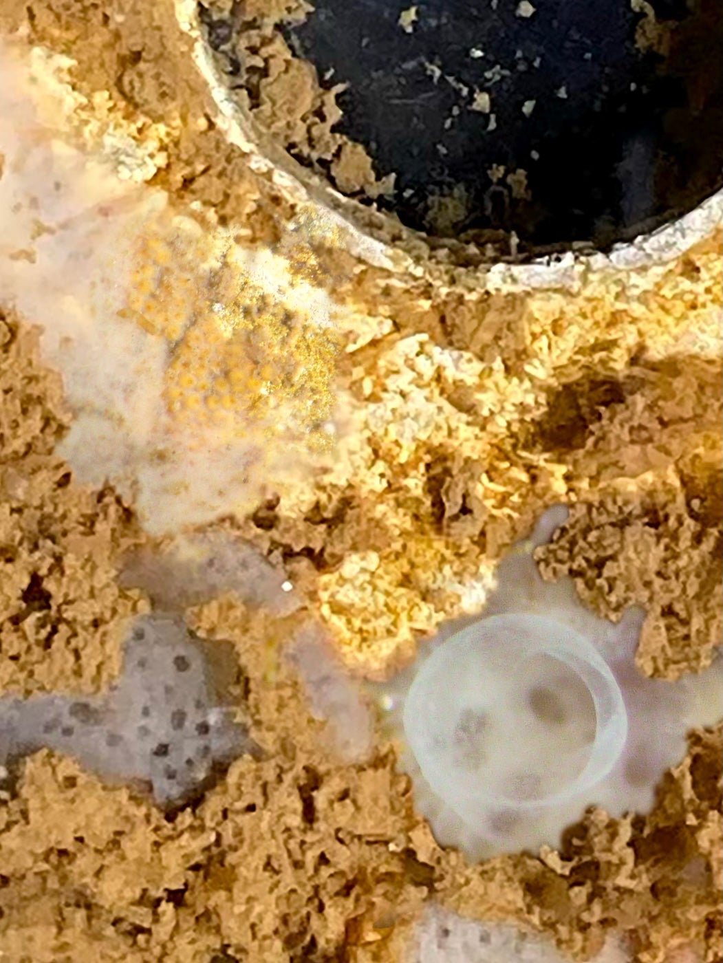 white, creamy looking masses between warm-colored bio-mass on a bio-disk.