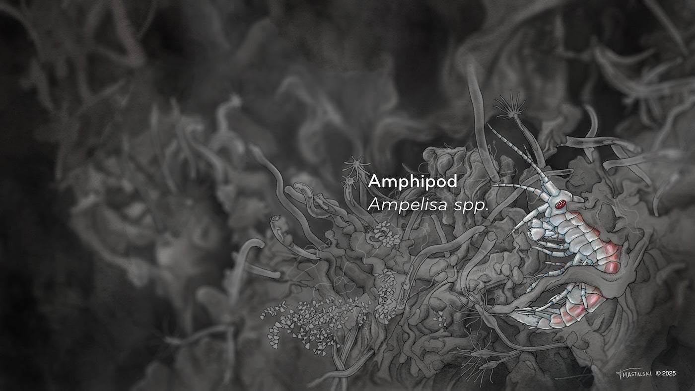This illustration highlights the Amphipod in the previous slide image.