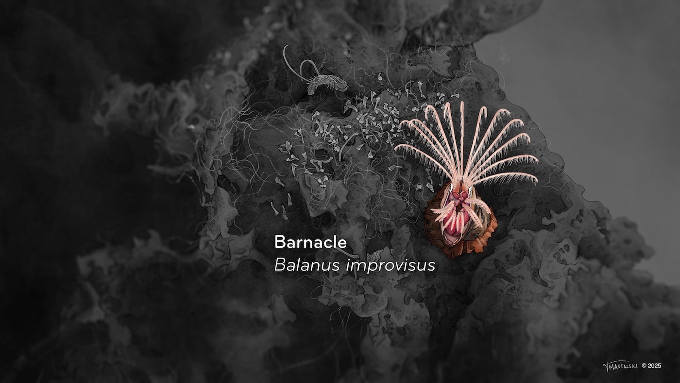 Illustration of barnacle from video to show a detailed rendition of it's shell, body, and fan-like appendage.