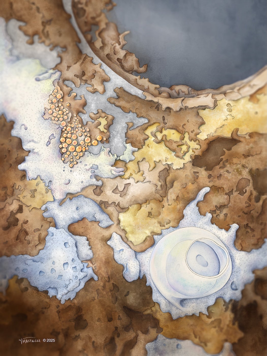 white, creamy looking masses between warm-colored bio-mass on a bio-disk.