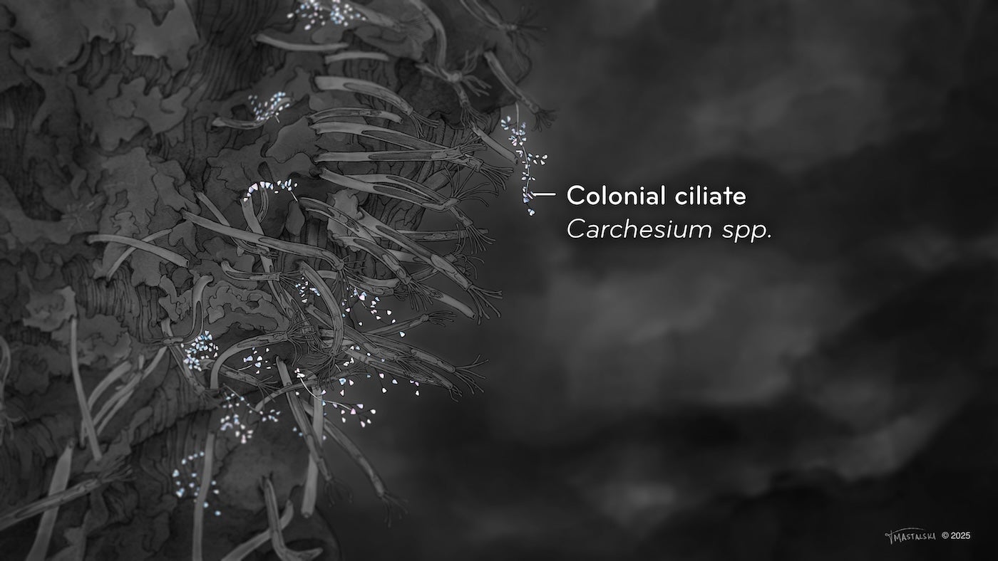 Colonial Ciliate highlighted in the previous slide, showing several "sprays" of white lace-like structures.
