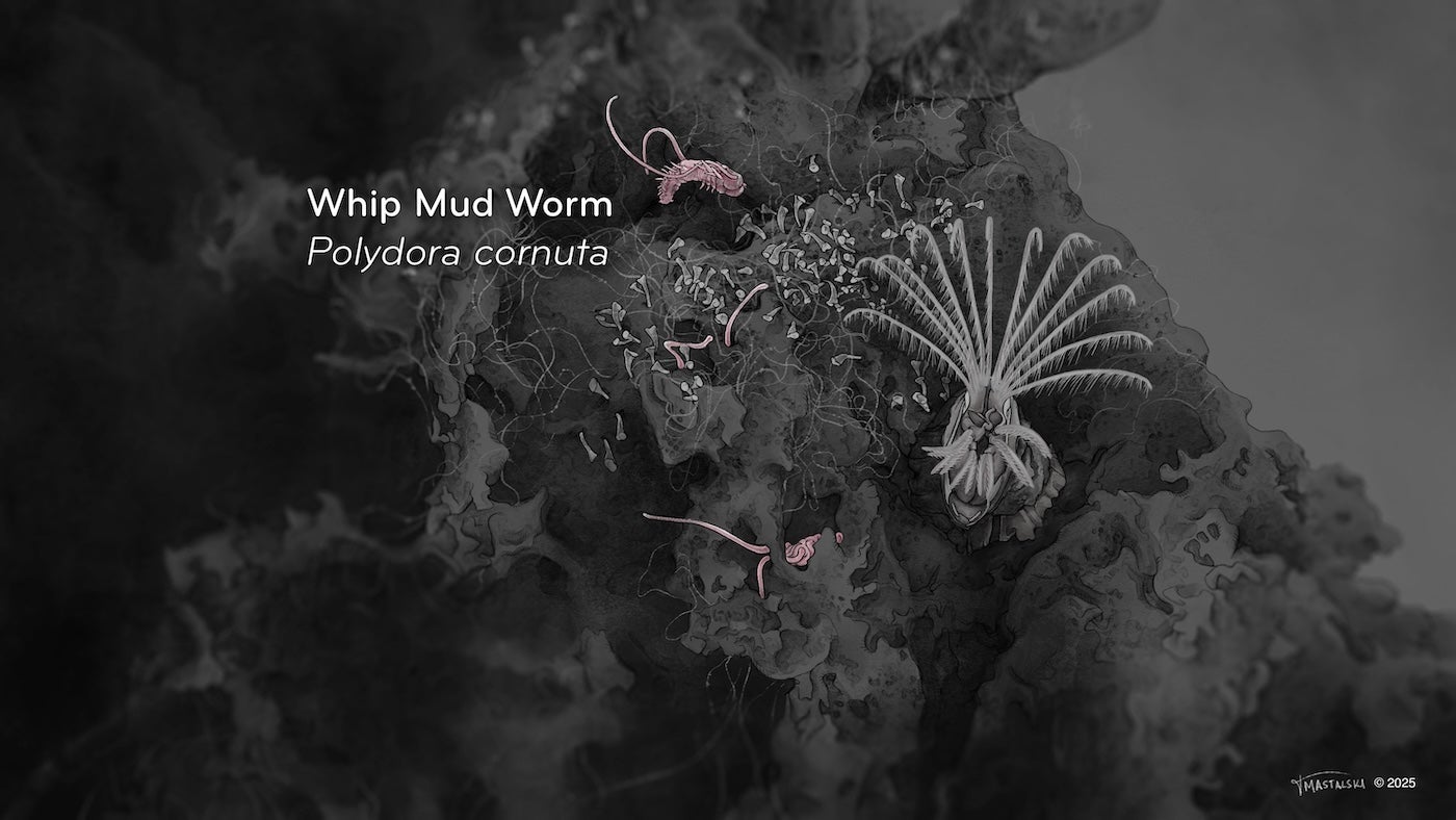 2 Whip Mud Worm peeking out of holes 