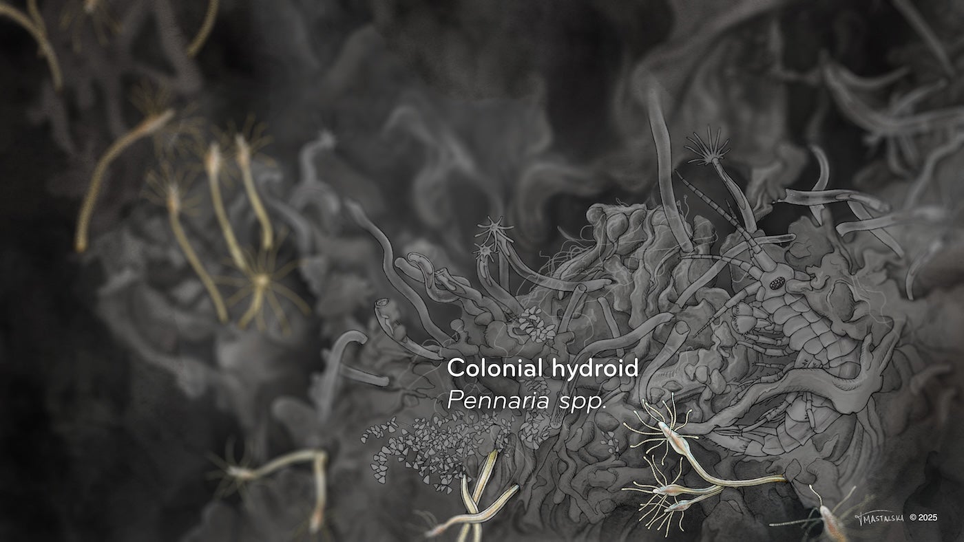 Colonial Hydroids highlight in previous slide, showing 17 worm like creatures that has a spray of tendrils coming off the bulbous end.