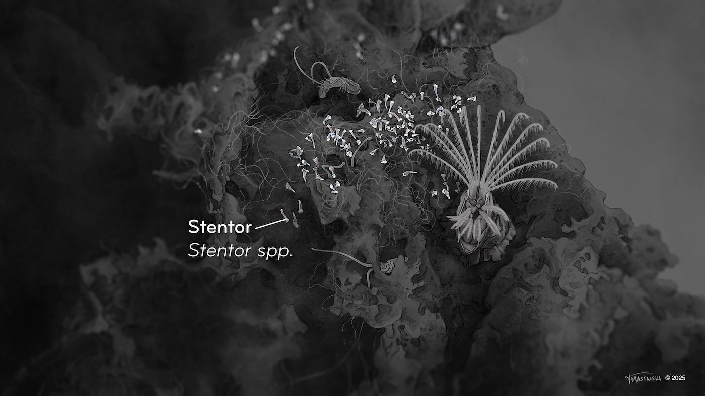 Several lilly-shaped Stentor