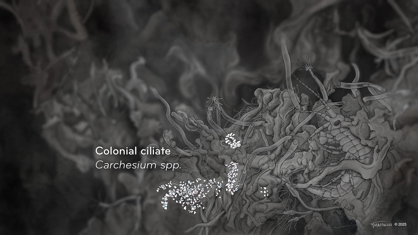 Colonial Ciliate highlighted in the previous slide, showing 3 "sprays" of white lace-like structures.