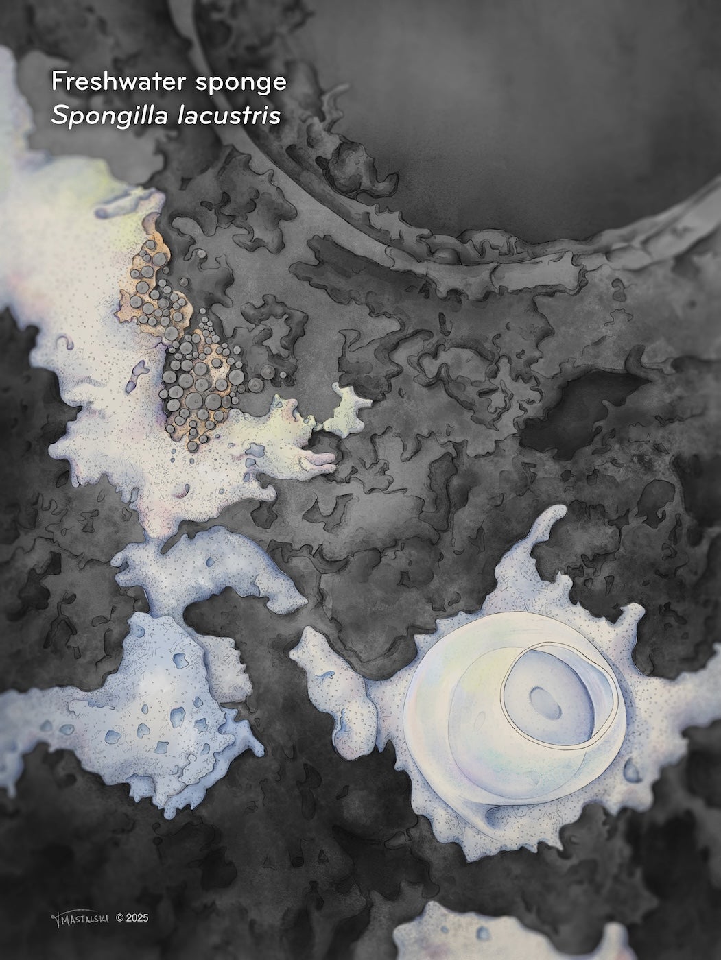 white, creamy looking masses between warm-colored bio-mass on a bio-disk.