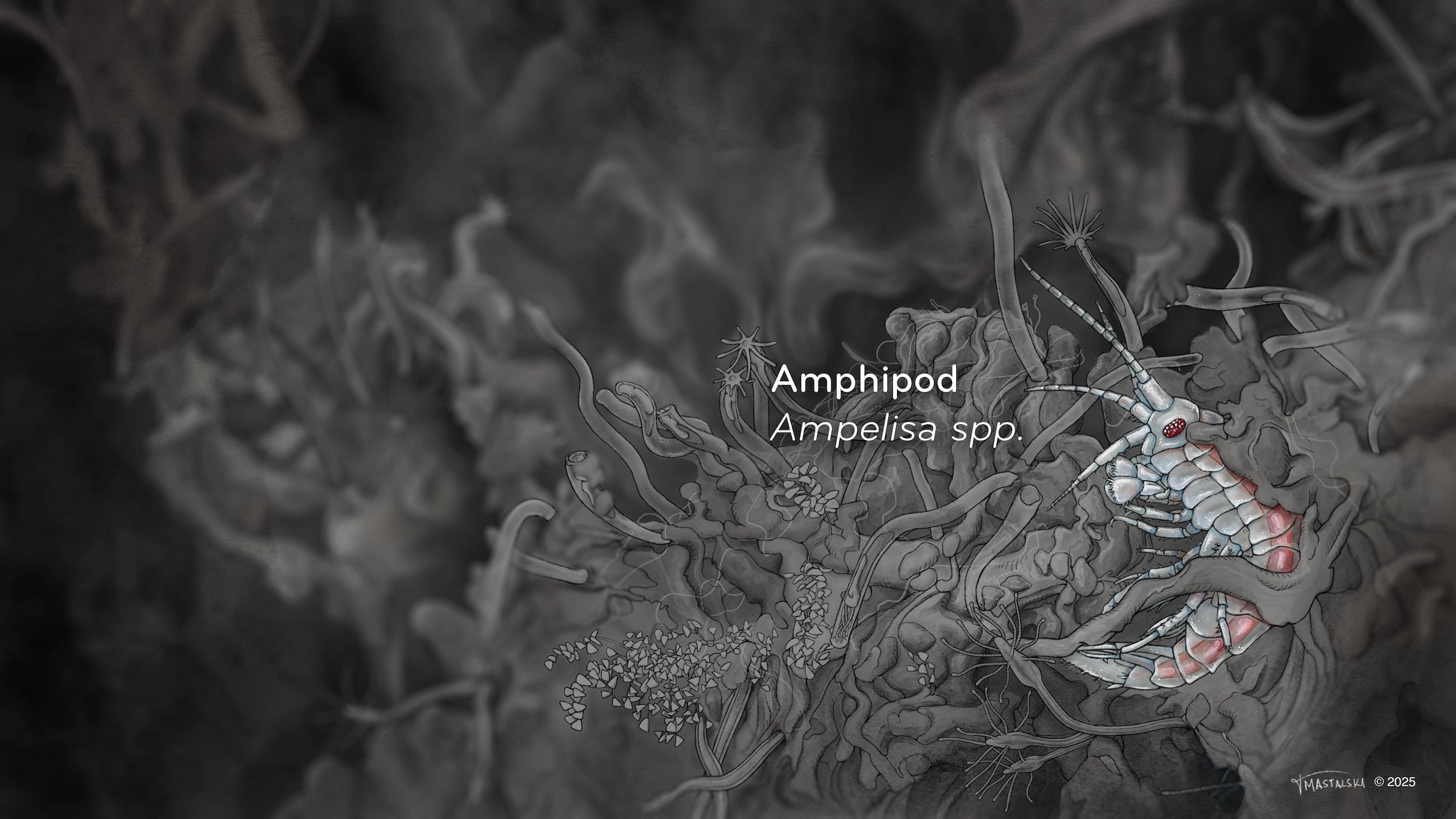 This illustration highlights the Amphipod