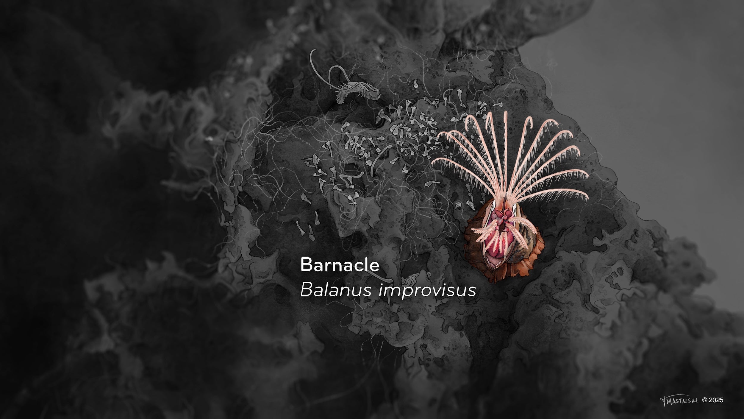 Illustration of barnacle from video to show a detailed rendition of it's shell, body, and fan-like appendage.