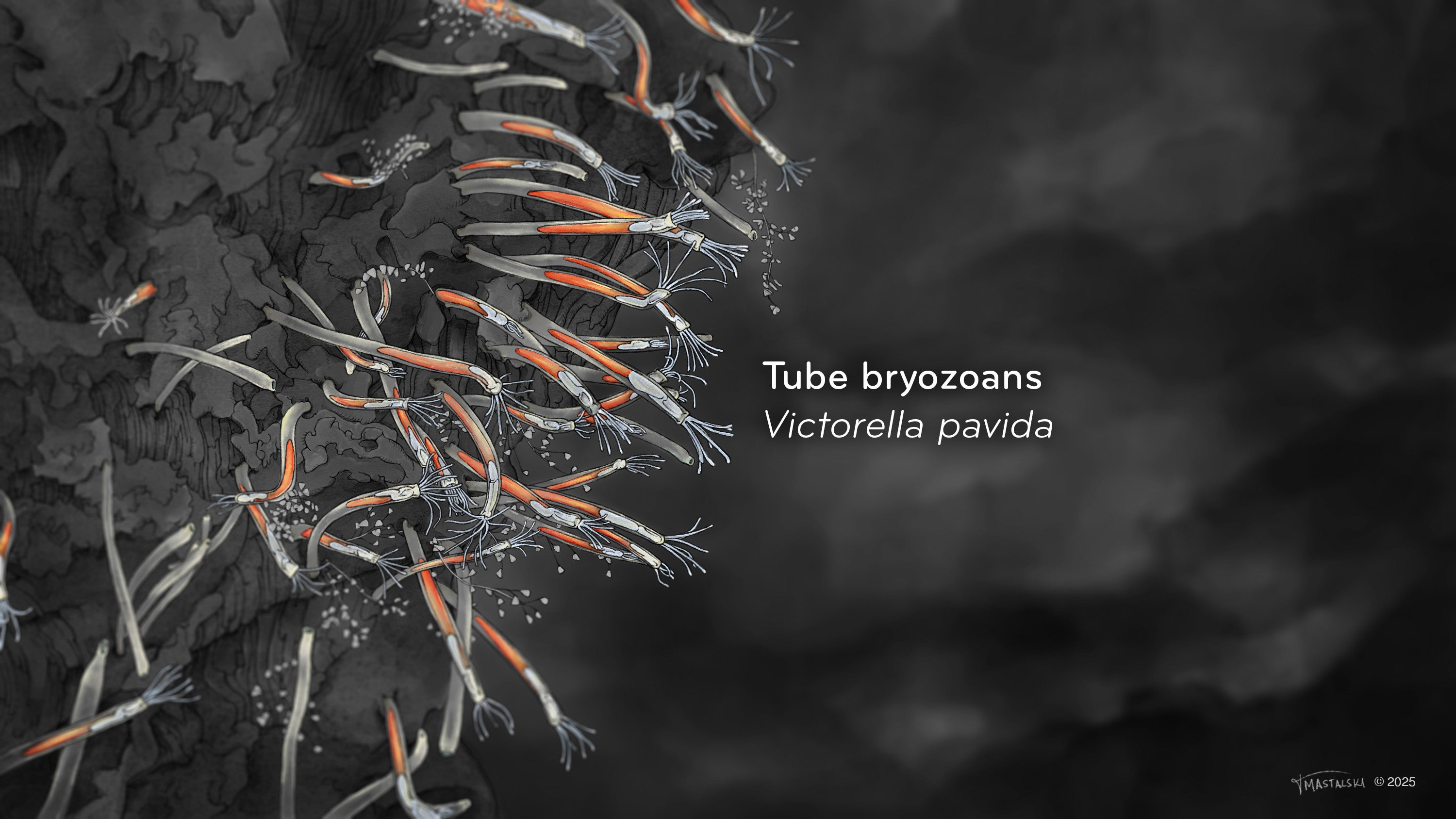 Finger-like Tube Bryozoans