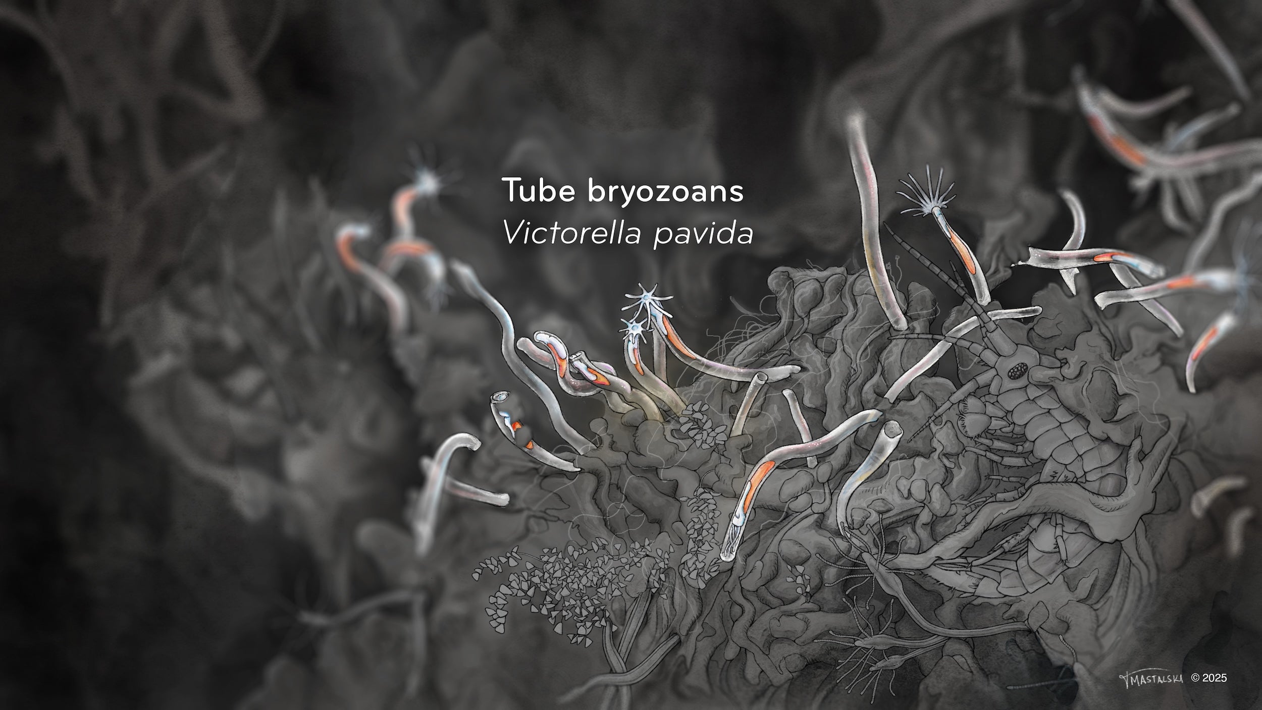 alt="This illustration highlights the Tube Bryozoan in the previous slide image. It shows about 32 tube shaped worms, some of which have a fan-like structure on one end."