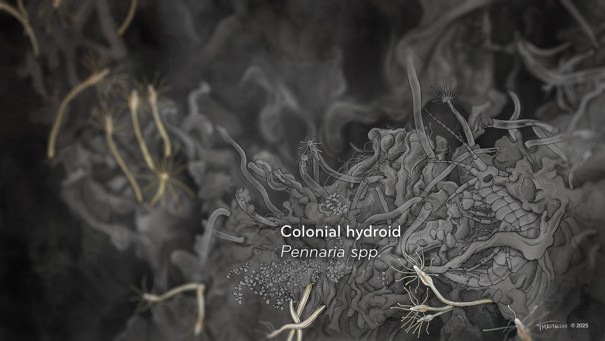 Colonial Hydroids highlight in previous slide, showing 17 worm like creatures that has a spray of tendrils coming off the bulbous end.