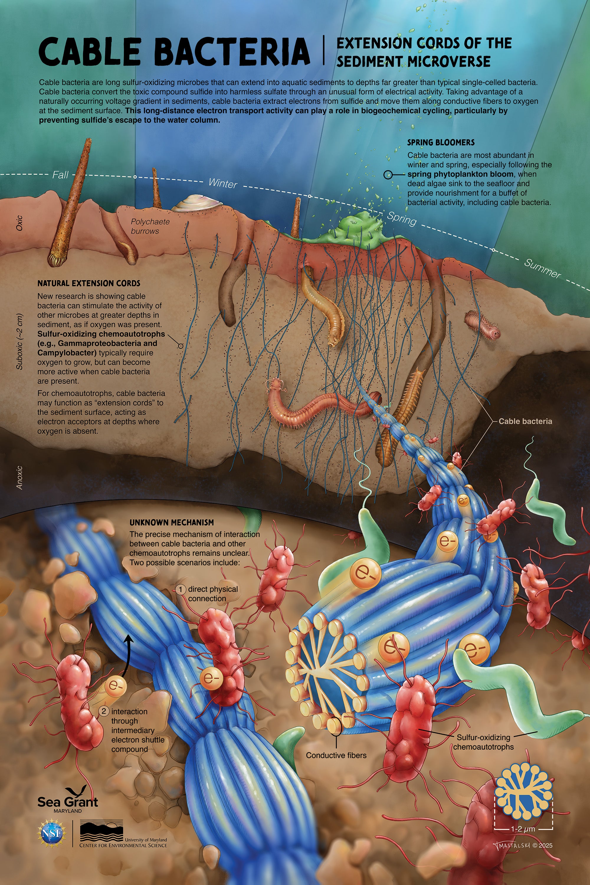 Cross section of bay floor depicting strings of cable bacteria spanning from the deep in the soil to the soil surface