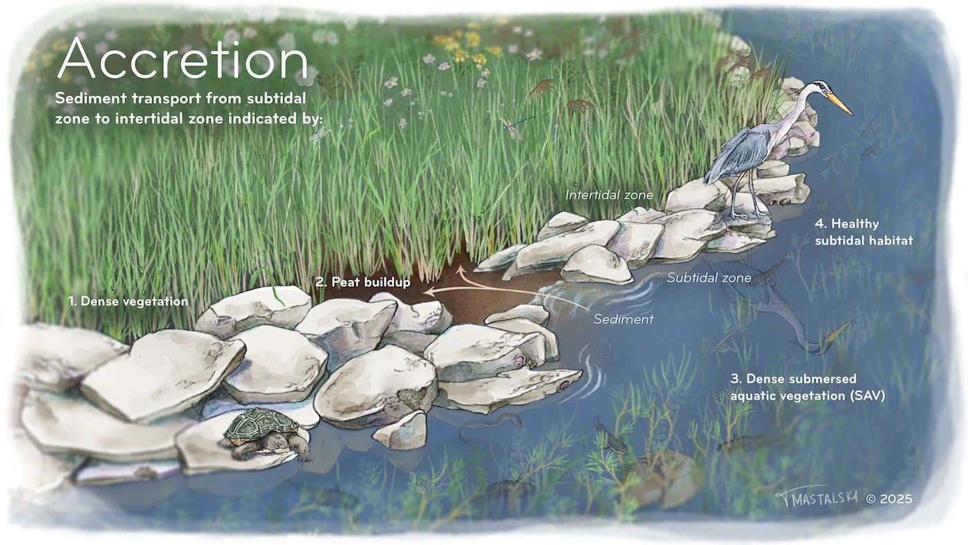 A series of illustrations show vegetation and sediment interactions—accretion.