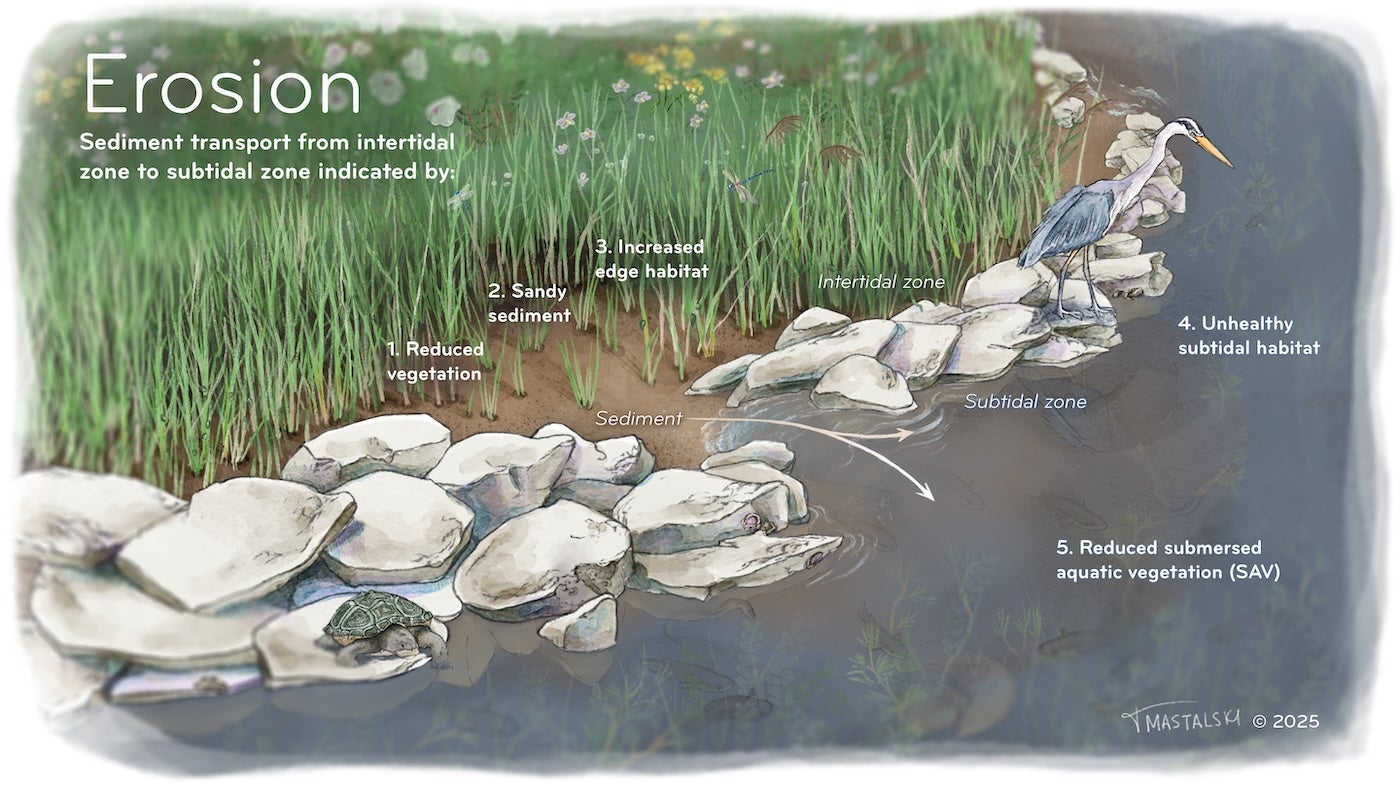 A series of illustrations show vegetation and sediment interactions—erosion