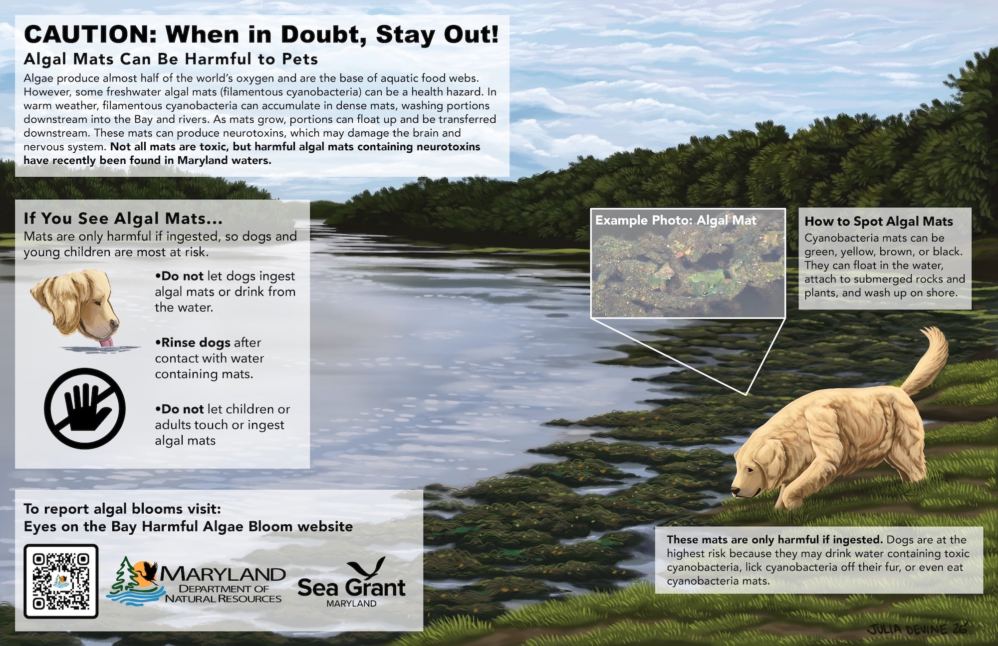 A poster depicting a dog sniffing Algal Mats in wetlands as well as text panels describing Cyanobacteria.