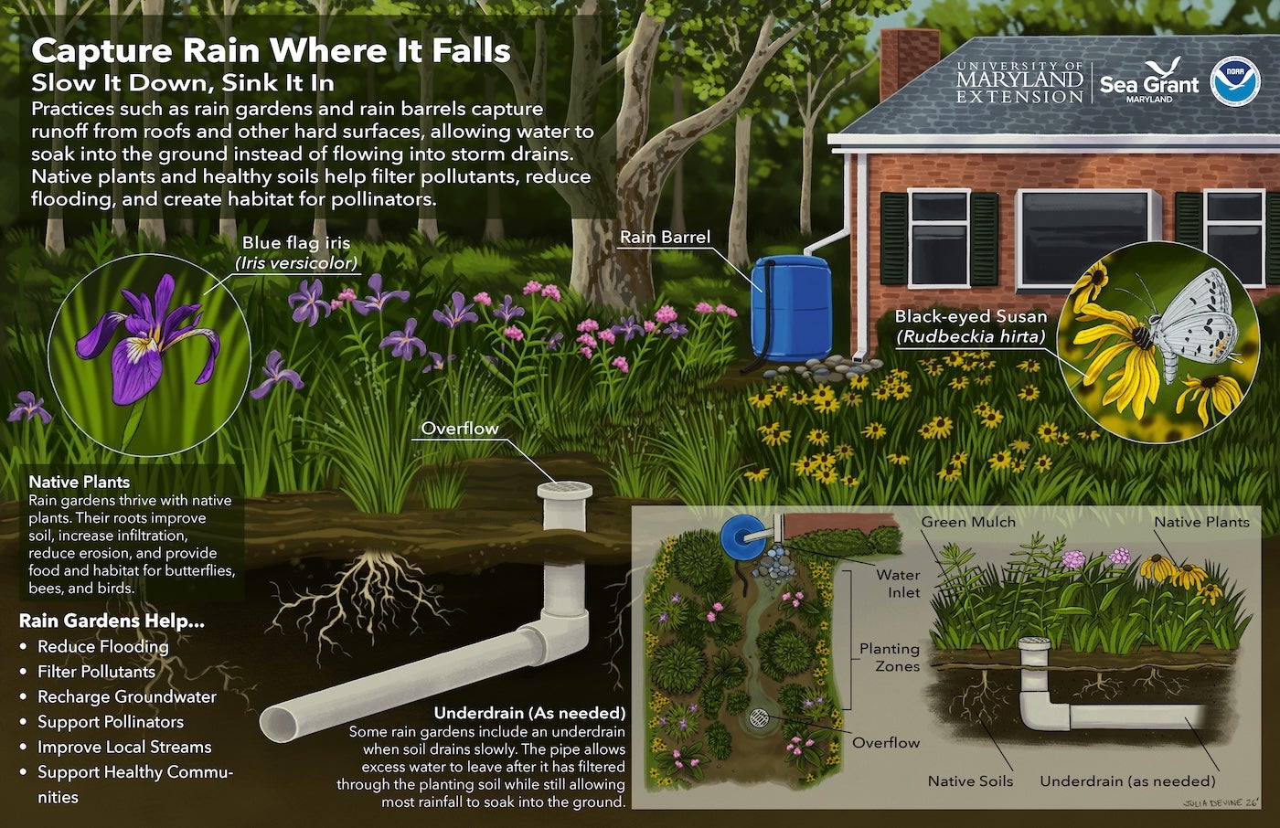A colorful poster explains the importance of rain garden practices in containing runoff, including rain barrels and native plants.