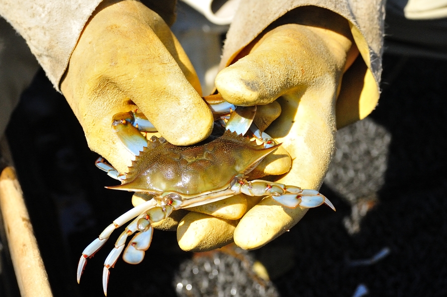 Cracking claws