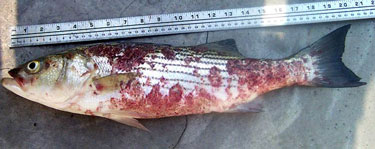 Striped bass infected with myco