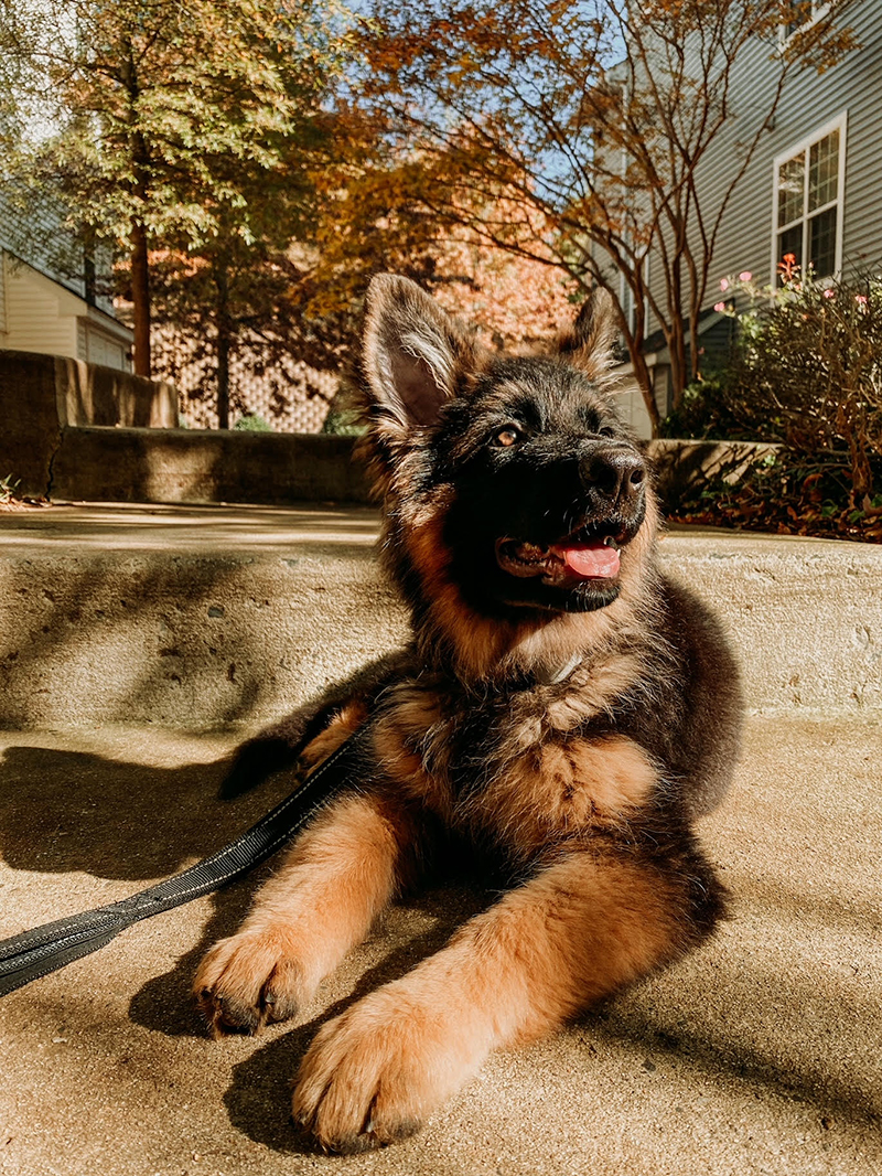 Nova loves to nap and play. She’s easier to care for than a lot of other puppies I’ve come to know, which is great for a graduate student. Photo courtesy of Samantha Schiano