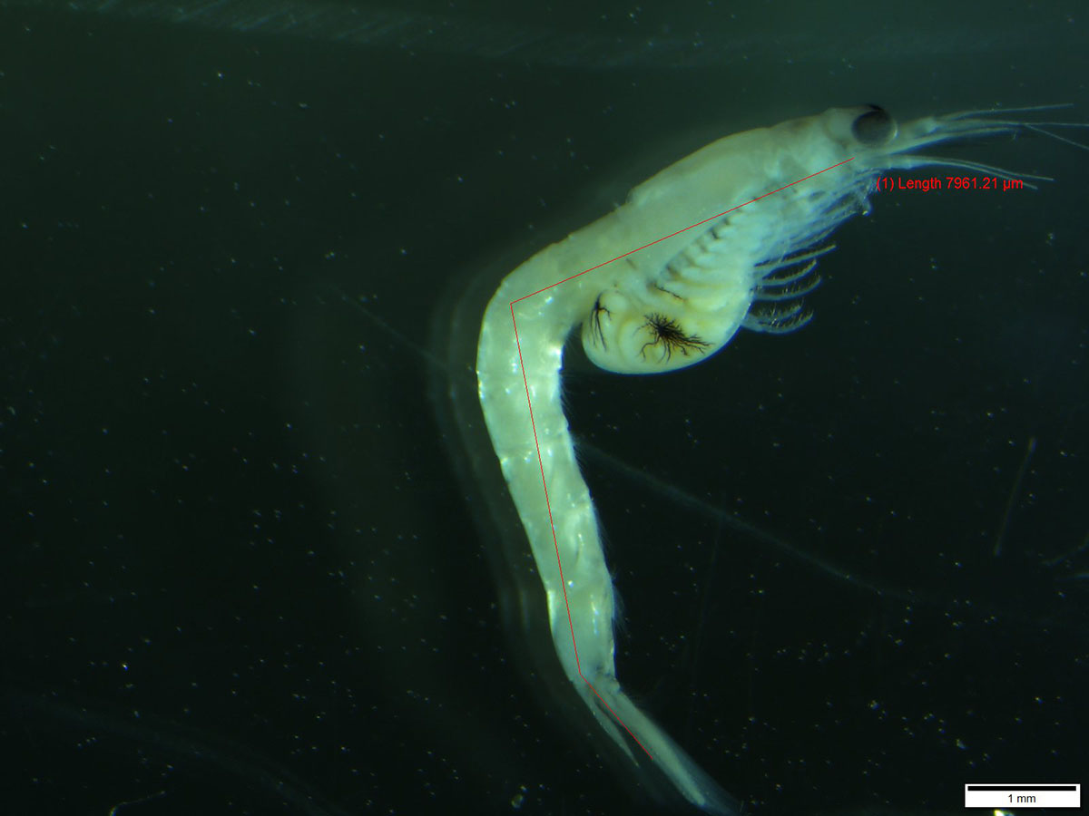 A gravid female mysid collected from the Choptank River.