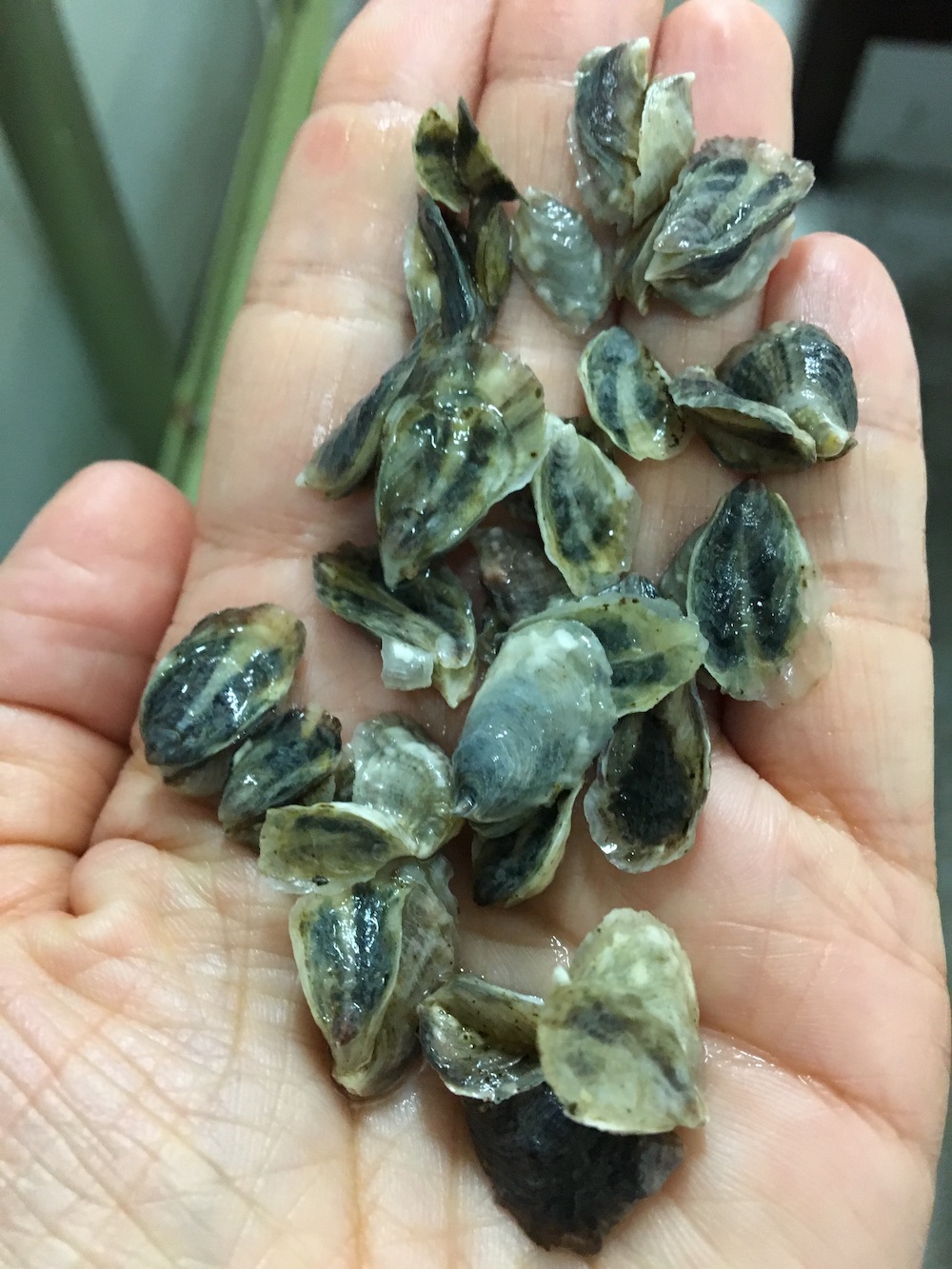 Healthy live juvenile Pacific oysters. Photo courtesy of Colleen Burge