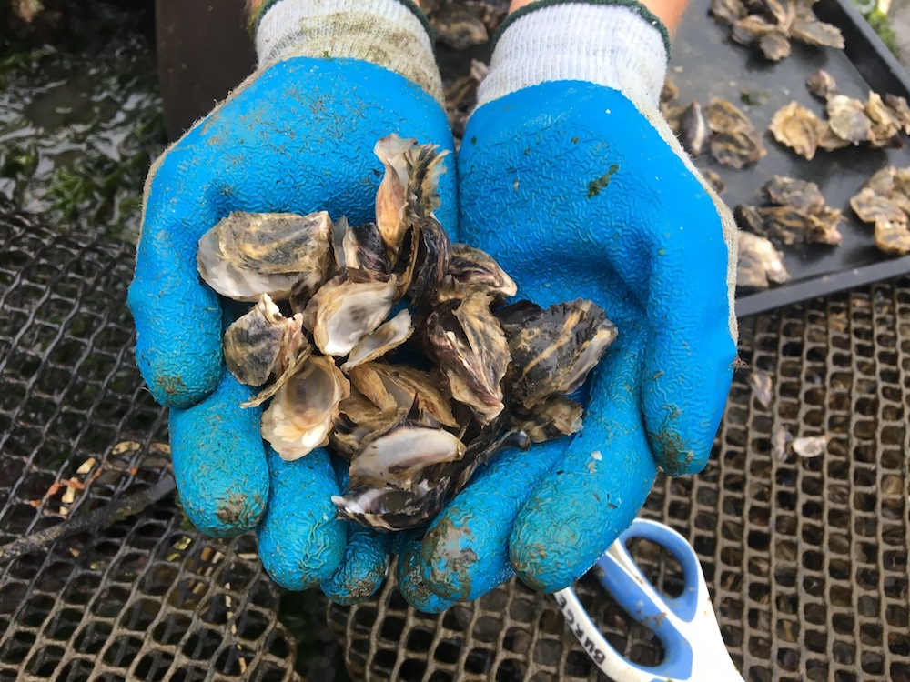 The empty shells of dead Pacific oyster juveniles after a mortality event in Tomales Bay, California. Photo courtesy of Colleen Burge