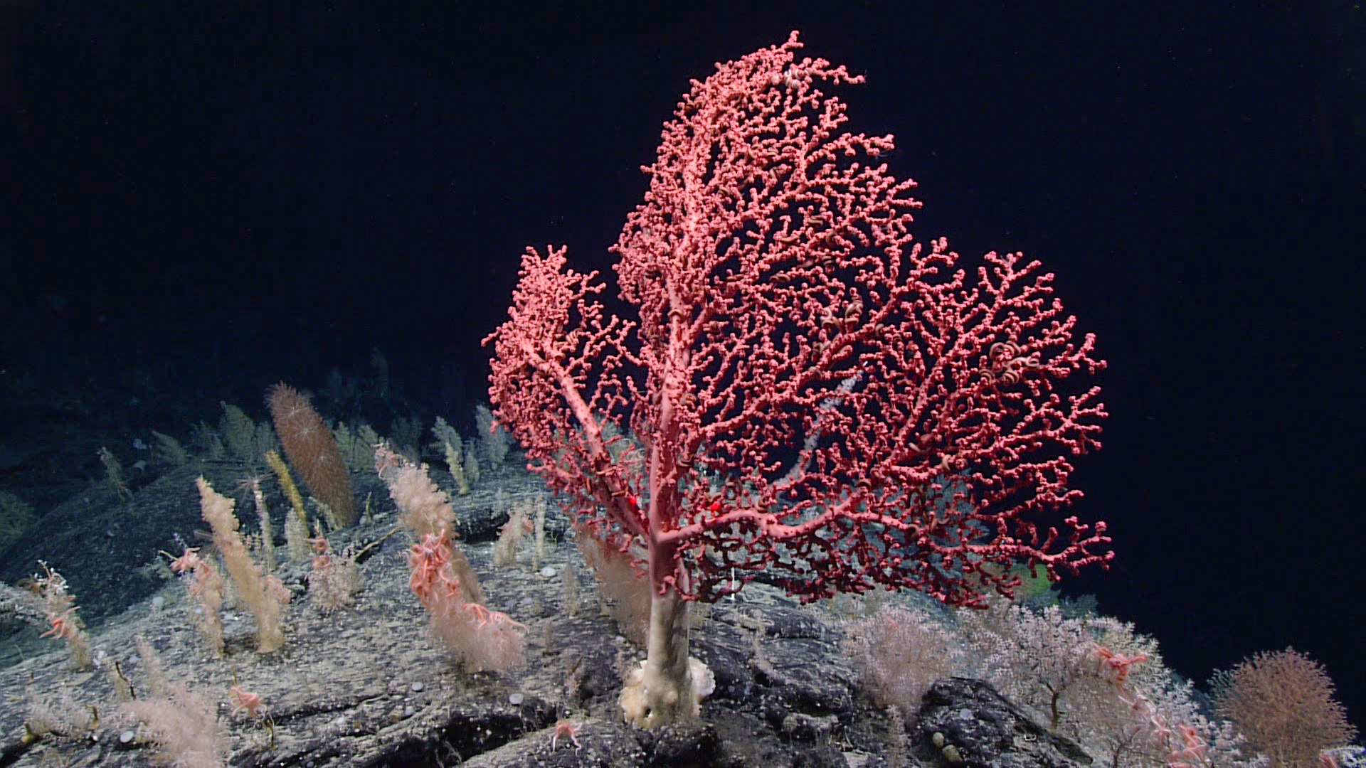 I wrote about deep-sea coral and sponge protections in the Northeast United States. This image shows a beautiful bubblegum coral observed during one of the expedition dives. Photo Credit: NOAA Ocean Exploration