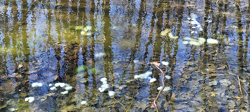 Eggs cases floating beneath the surface of a vernal pool near Frederick, Maryland.