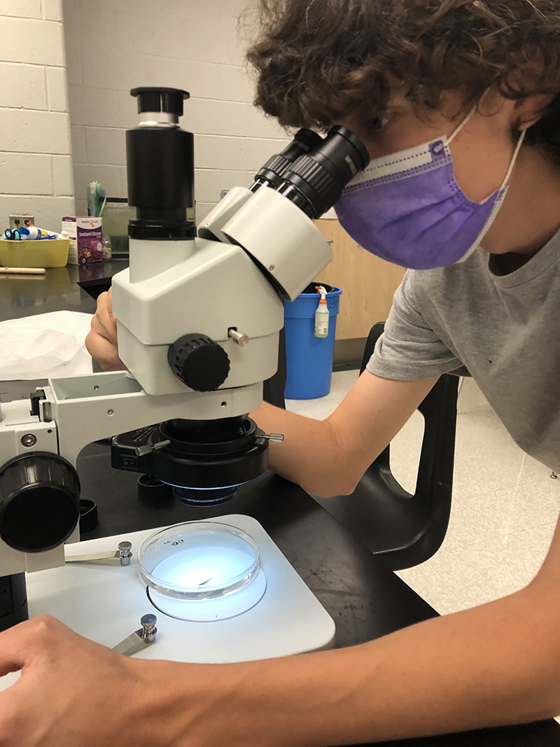 Garrett Kemp from Century High School uses a dissection scope to examine a young spotted salamander.