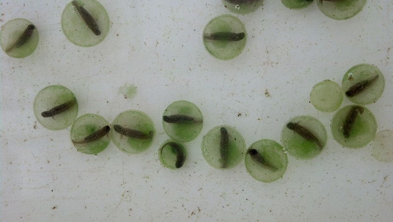 The symbiotic alga Oophila amblystomatis is revealed as a green tint within the spotted salamander eggs. Photo 3 Credit: Don Adams/Westminster High School 