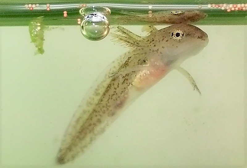 A spotted salamander larva with newly developed front legs.