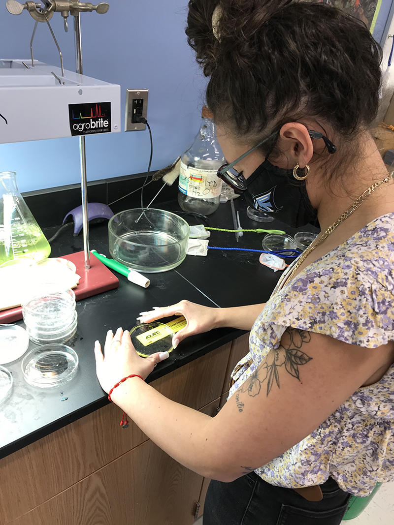 Bella Diaz, a junior at Westminster High School, measures spotted salamander larvae.