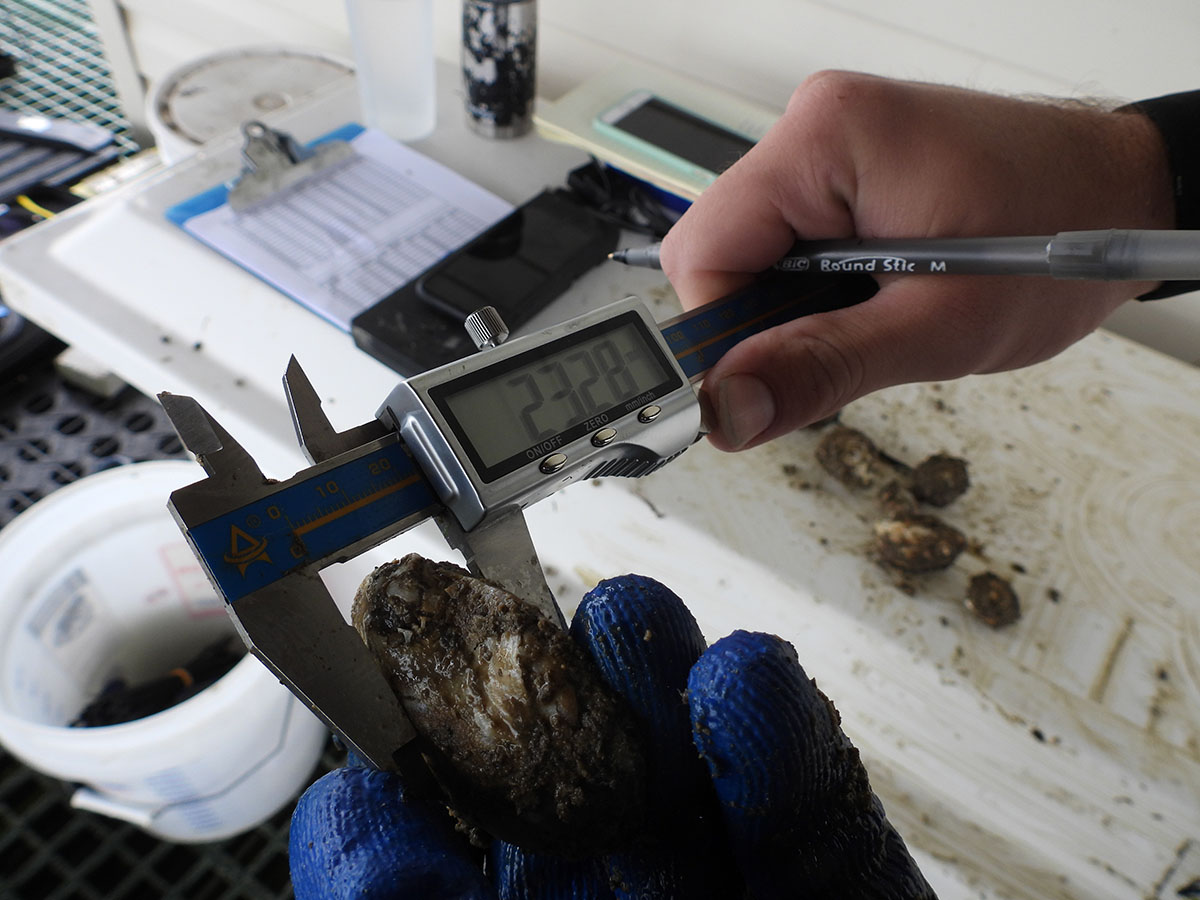 Brendan Campbell uses calipers to measure shell depth, width, and length. Credit: Wendy Mitman Clarke / MDSG