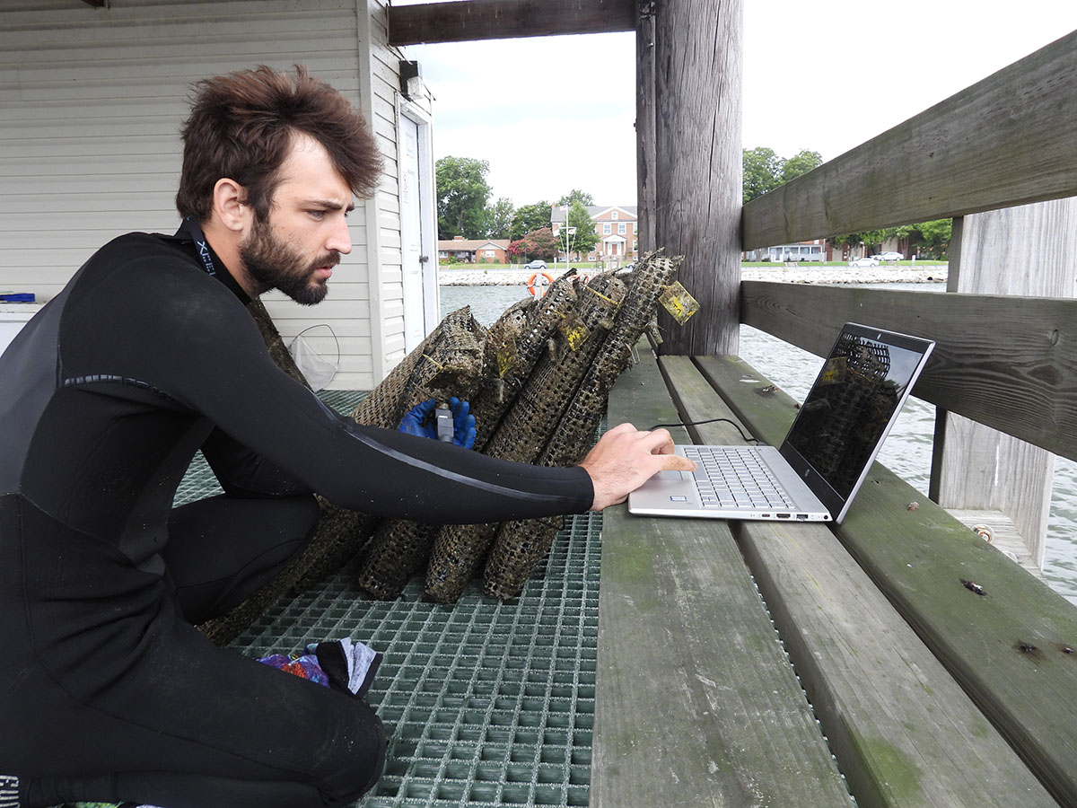 After cleaning the accelerometer and connecting it to his laptop, Brendan Campbell downloads its data, then resets it to redeploy. Credit: Wendy Mitman Clarke / MDSG