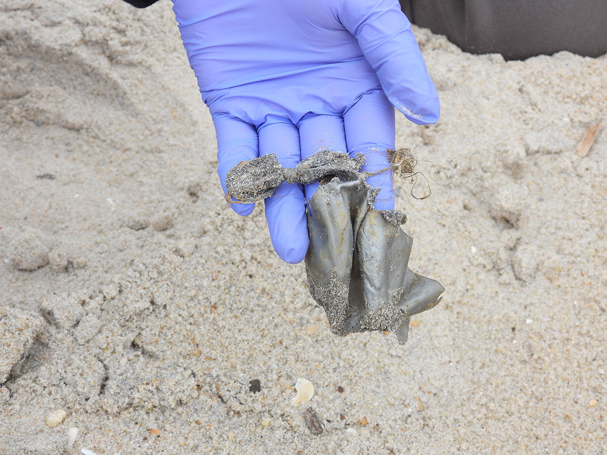 A surveyor holds a piece of a latex balloon found during the balloon debris survey at Assateague State Park. Credit: Wendy Mitman Clarke / MDSG