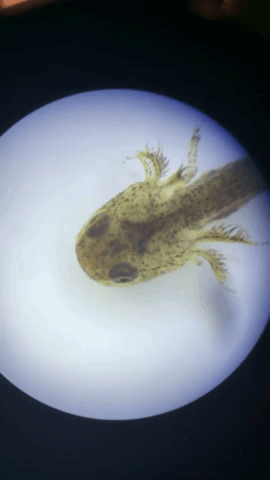 Video of a young spotted salamander (seen through a microscope) eating krill shrimp