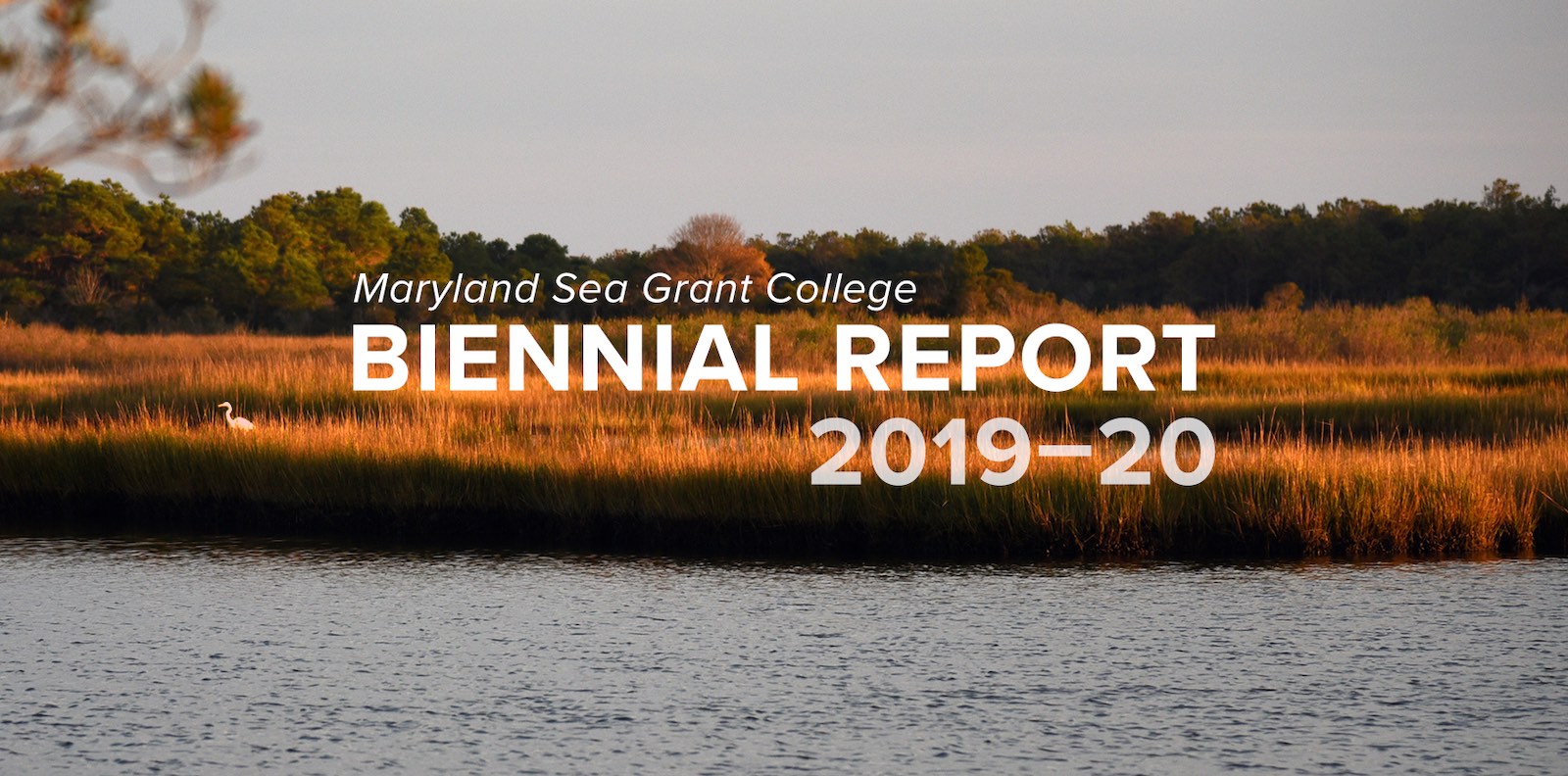 image of Bay grasses, lit by a sunset with the words "Maryland Sea Grant Biennial Report, 2019-20"